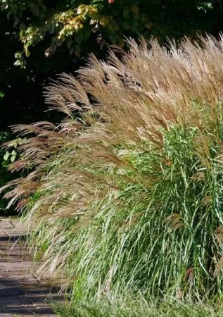 Miscanthus sinensis Yakushima Dwarf
